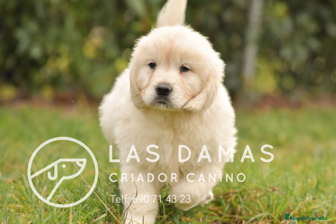 Golden Retriever perros en venta: GOLDEN RETRIEVER DISPONIBLES  - Anuncio 1