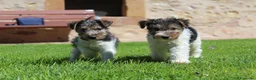 Fox Terrier de Pelo Duro perros en venta: FOX TERRIER DE PELO DURO - Anuncio 2