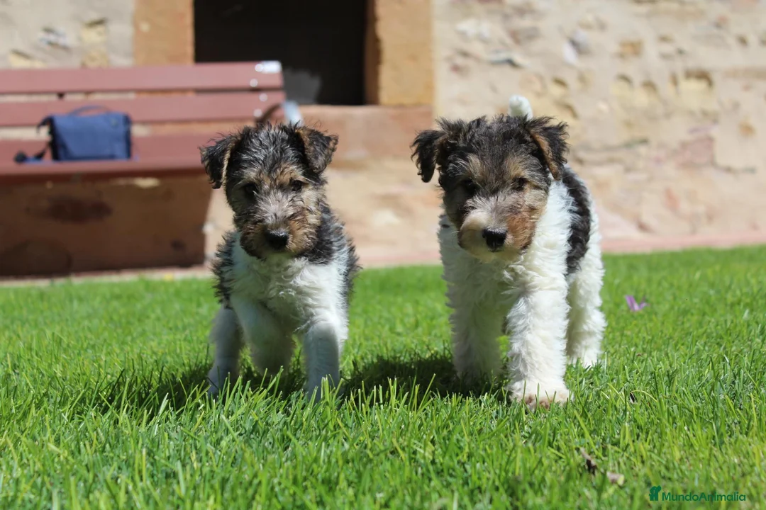 Fox Terrier de Pelo Duro perros en venta: FOX TERRIER DE PELO DURO - Anuncio 2