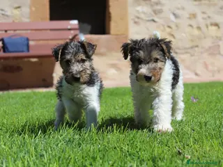 Fox Terrier de Pelo Duro perros FOX TERRIER DE PELO DURO - Anuncio 1