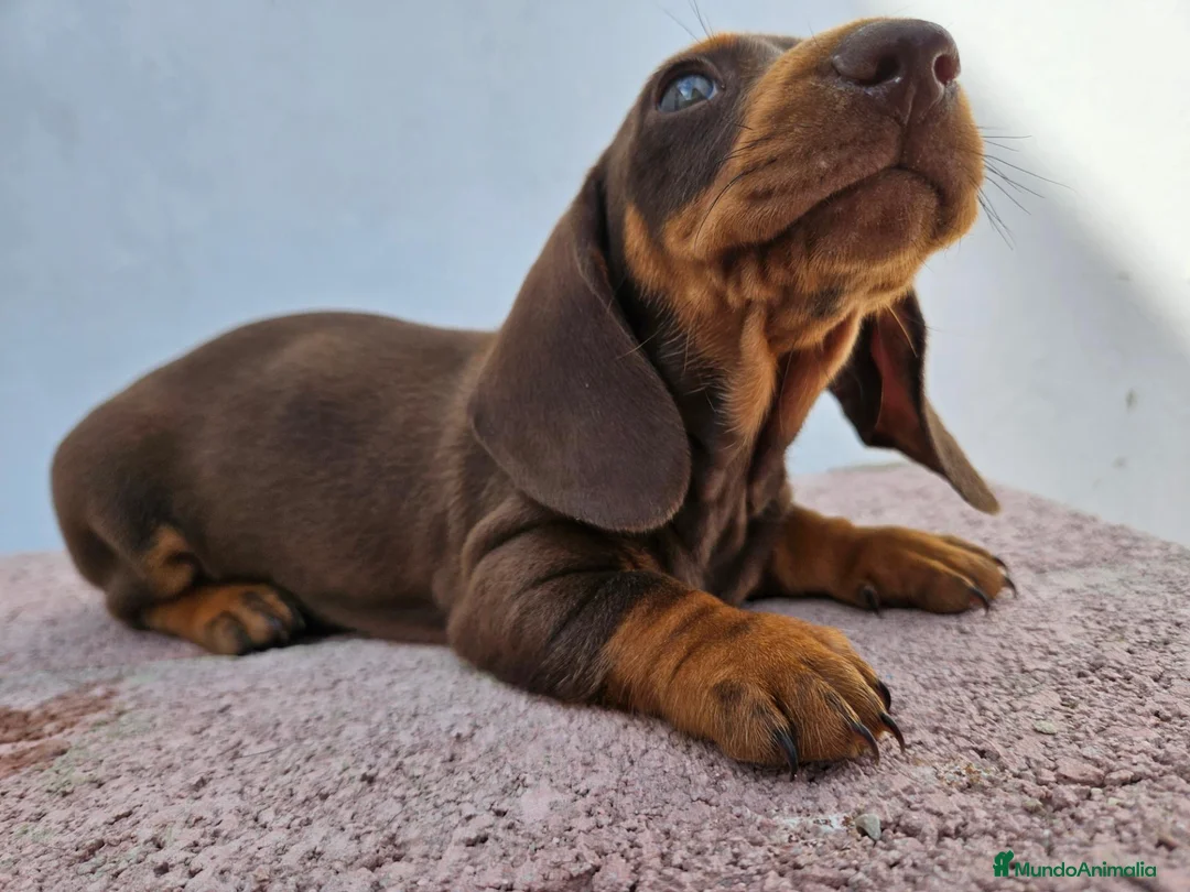 Teckel perros en venta: Teckel kanichen precio real - Anuncio 1