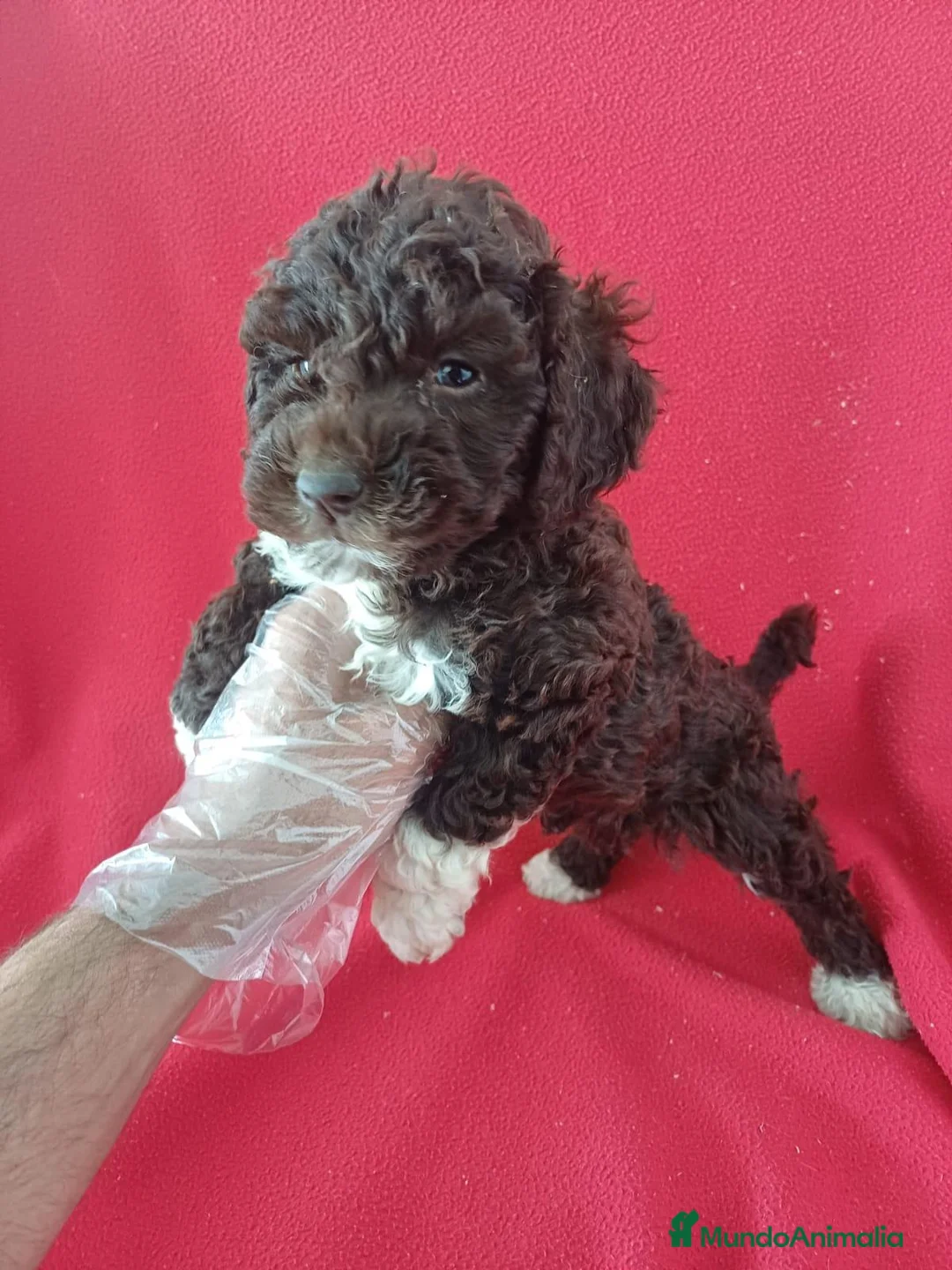 Perro de Agua Español perros en venta: Perro de Agua Español  - Anuncio 2