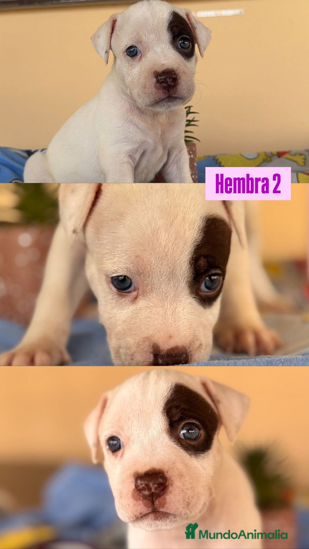 American Staffordshire-Terrier perros en venta: American Stafford  - Imagen 4