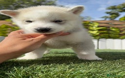 Husky Siberiano perros en venta: HUSKY - Imagen 29