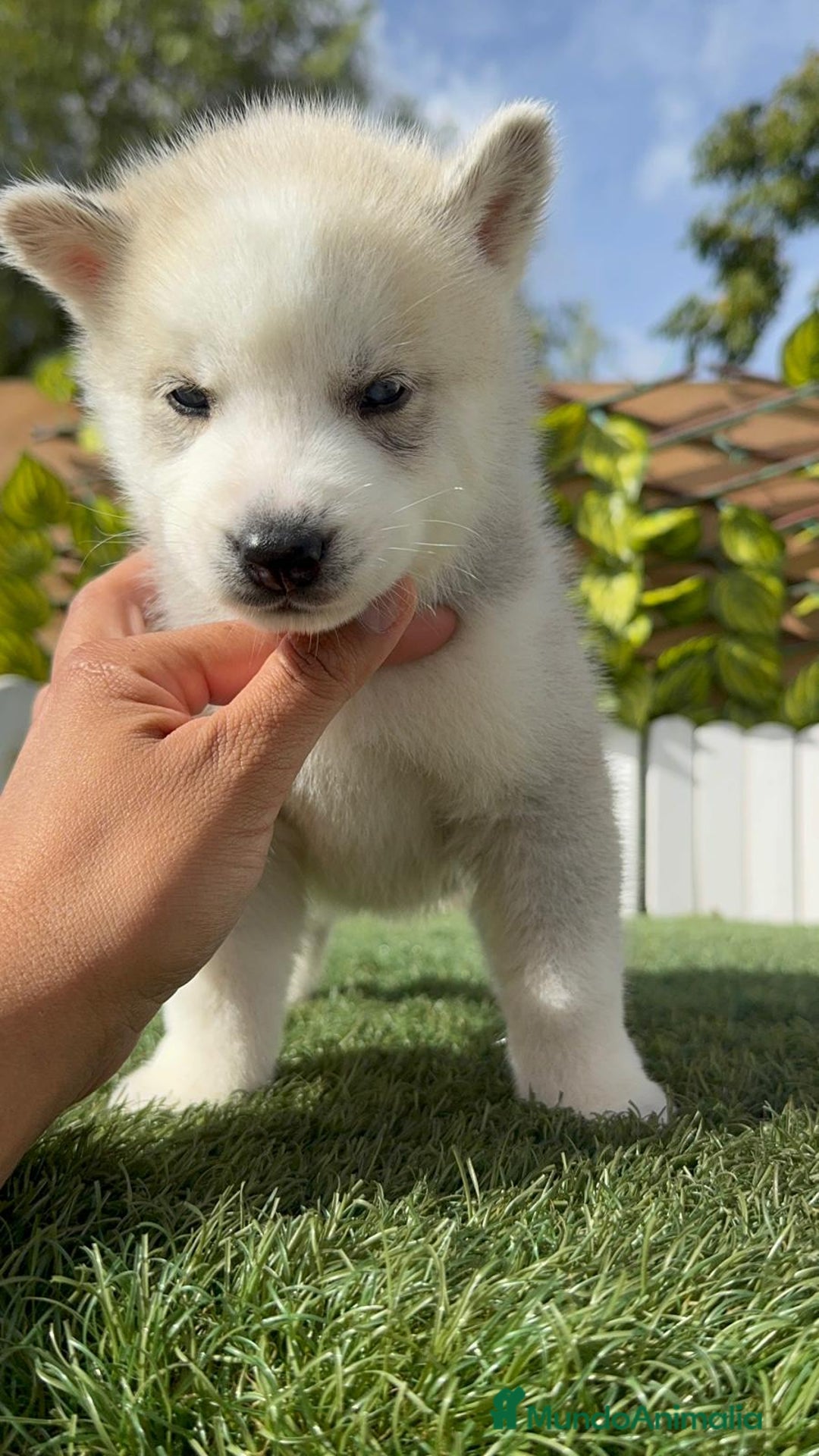 Husky Siberiano perros en venta: HUSKY - Imagen 29