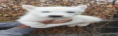 Husky Siberiano 3