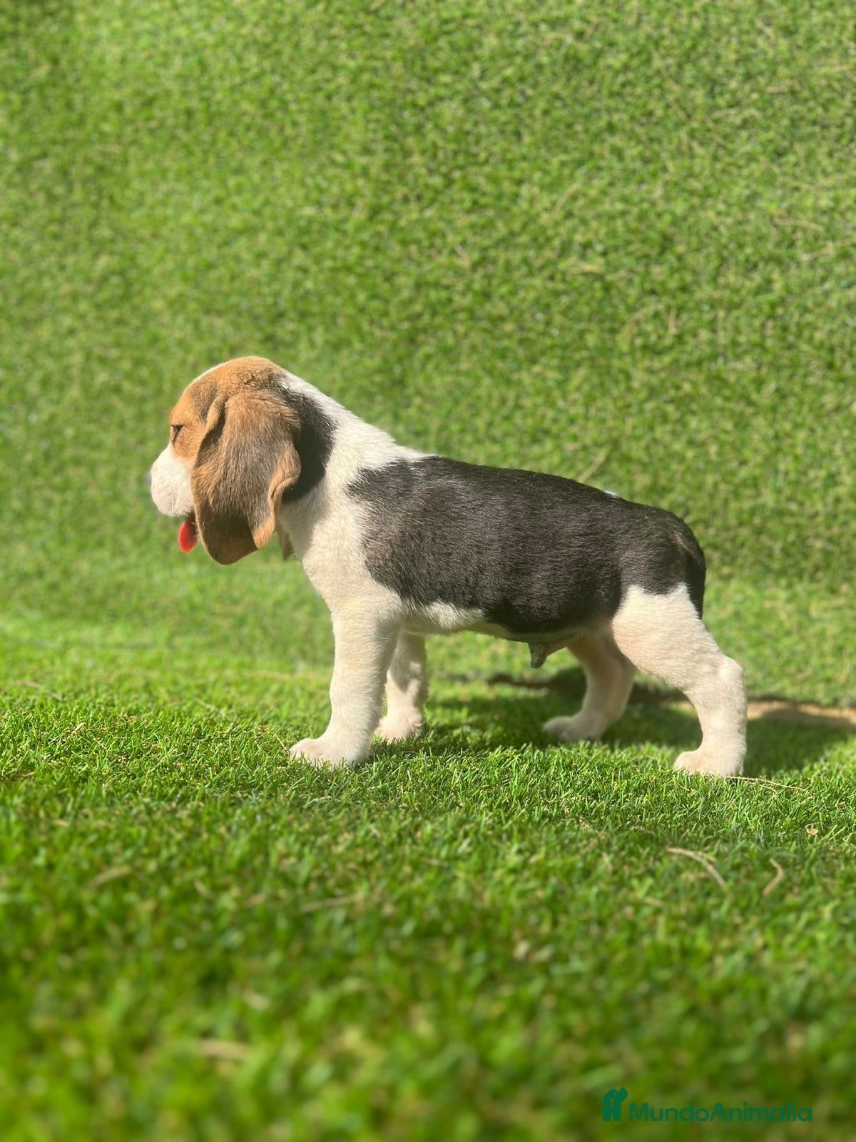 Beagle perros Beagle  en Ciudad Real - Anuncio 2