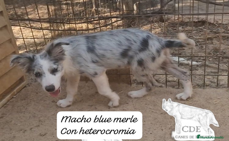 Border Collie perros - Anuncio 4