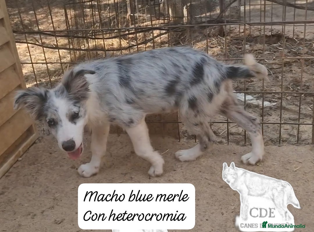 Border Collie perros en venta: Border collie línea belleza - Imagen 1