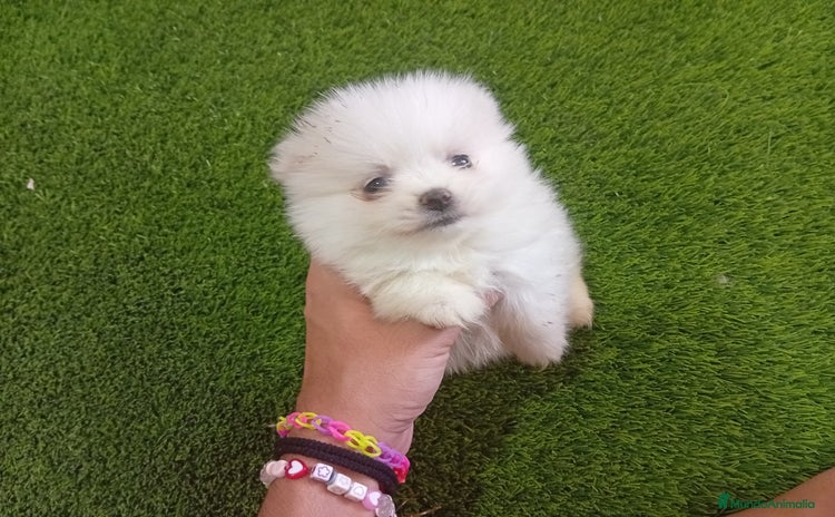 Pomerania perros - Anuncio 4