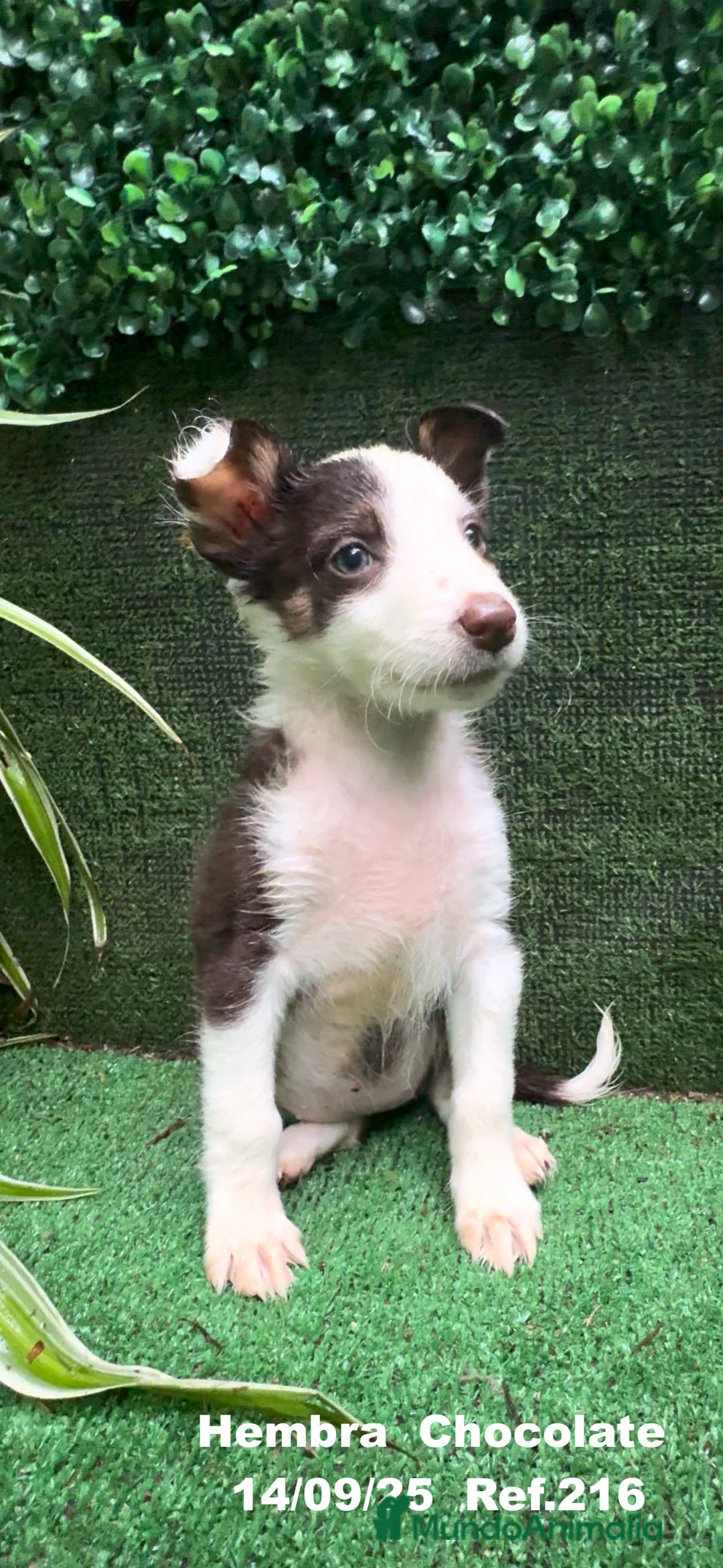 Border Collie perros en venta: Border Collie Chocolate - Anuncio 27