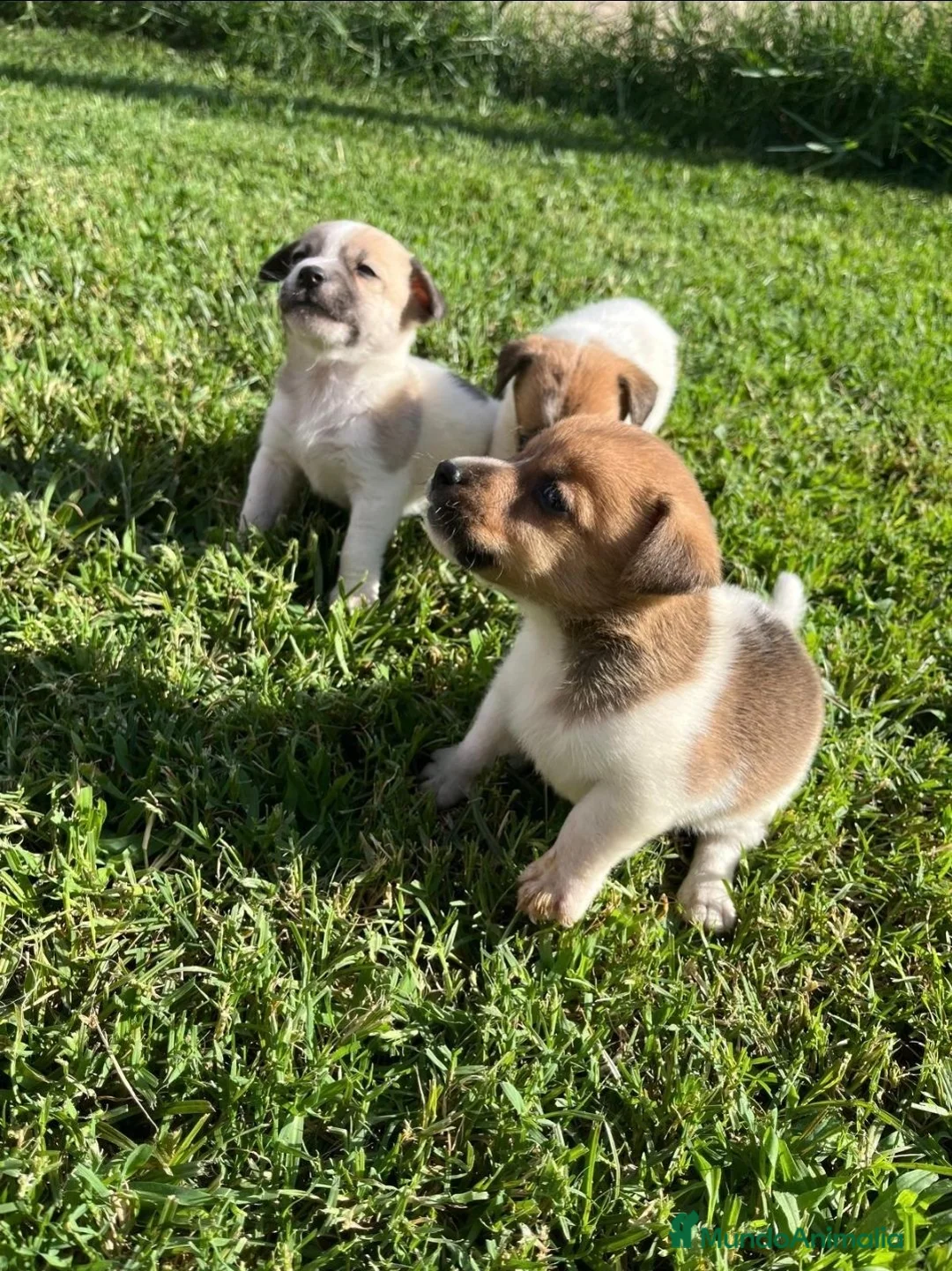 Jack Russell Terrier perros en venta: Jack russell. De máxima calidad  - Anuncio 2