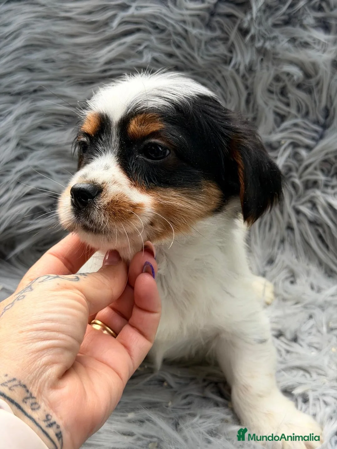 Biewer Yorkshire Terrier a la Pom Pon perros en venta: Precioso Biewer  - Anuncio 2
