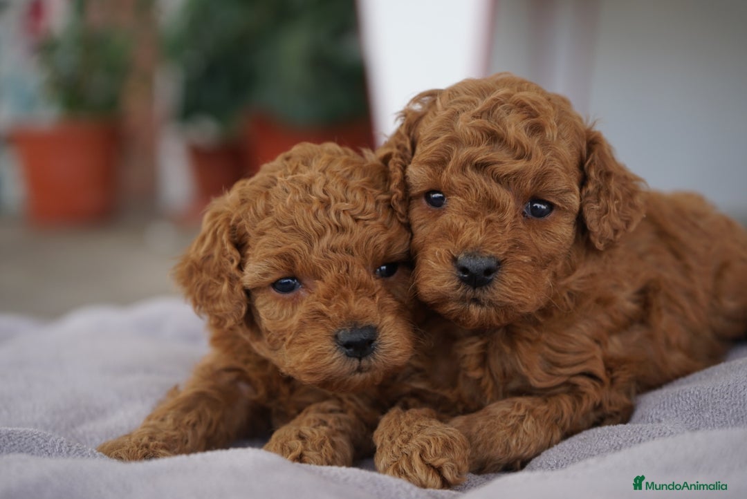 Caniche Toy perros en venta: ❤️ Atom y Solana – Caniches toy rojos  🐾 - Imagen 4
