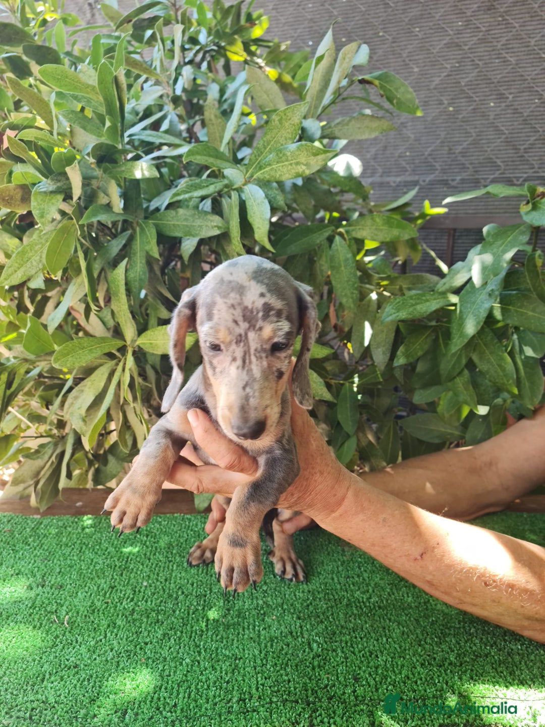 Teckel Miniatura perros en venta: Teckel arlequín mini - Imagen 1