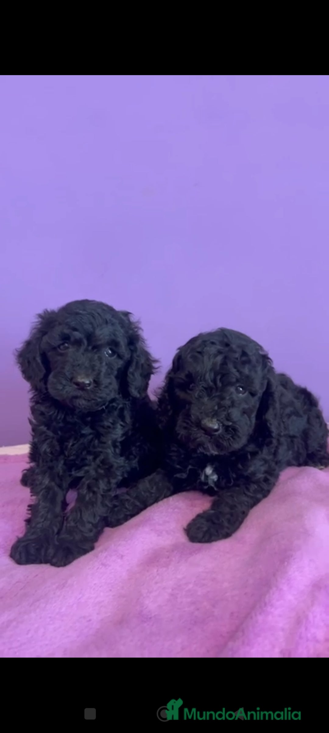 Caniche Enano perros en venta: Caniche enano - Imagen 3