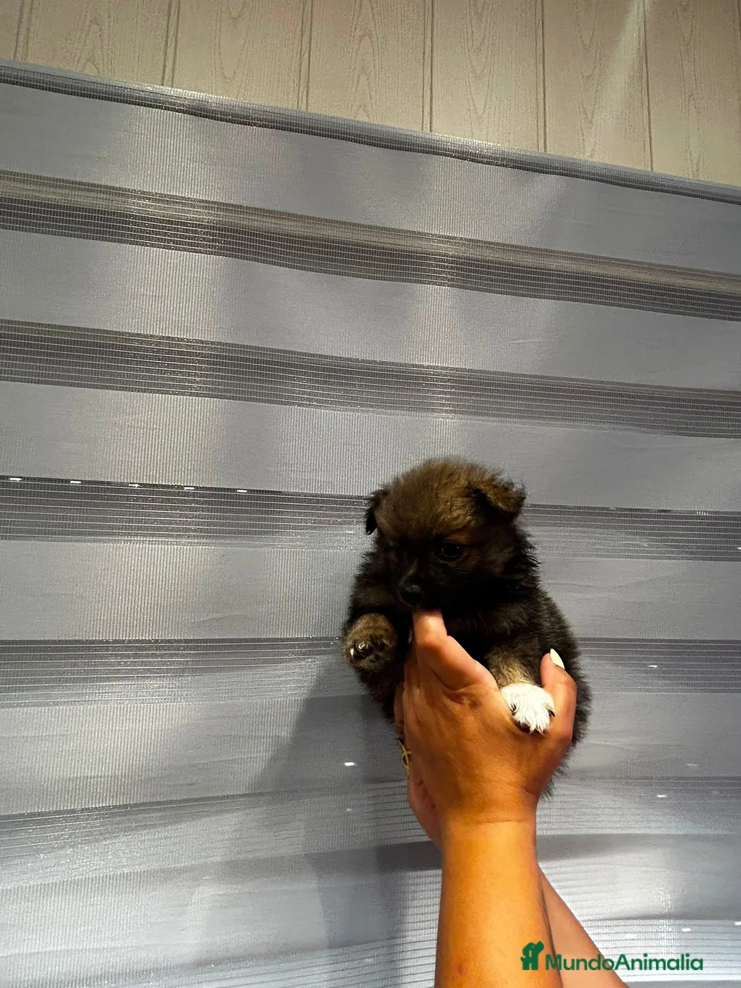Pomerania perros en venta: ECONÓMICOS Disponible Hembras y 2 macho POMERANIA - Anuncio 2