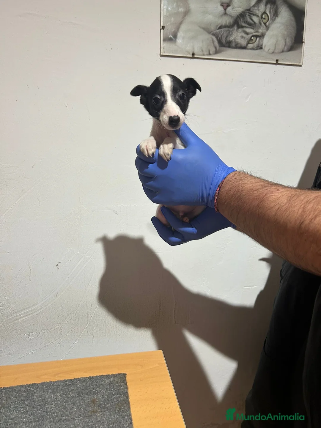 Raza Mixta perros en venta: Cachorros  - Anuncio 3