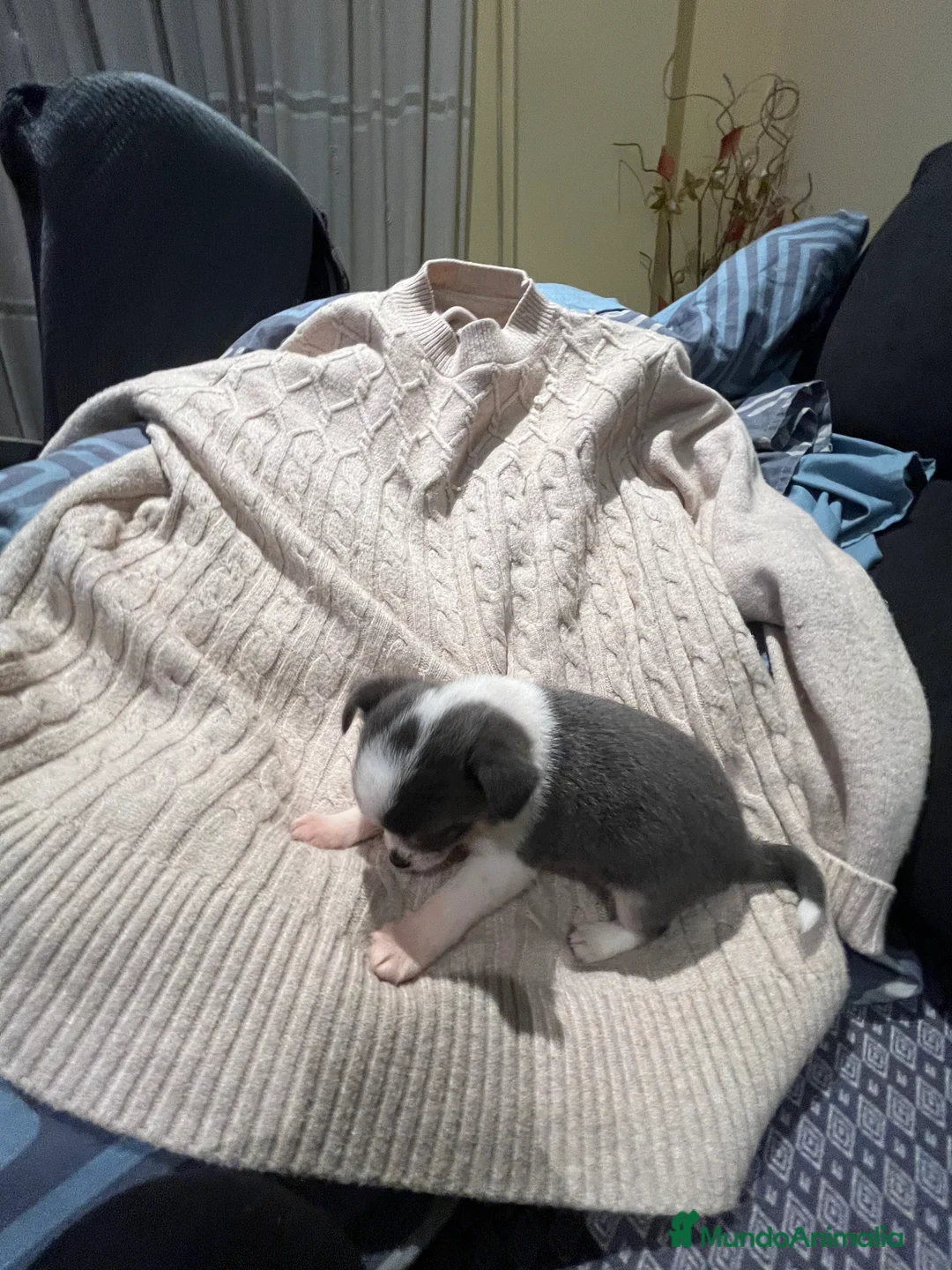 Chihuahua perros en venta: Macho blue - Anuncio 6