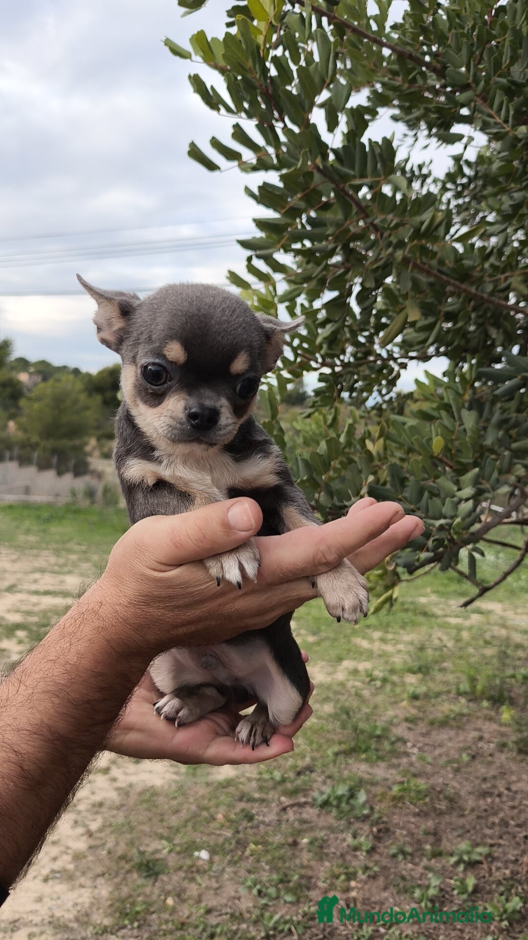 Chihuahua perros en venta: Chihuahua blue 🍎 Macho - Anuncio 1