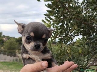 Chihuahua perros Chihuahua blue 🍎 Macho - Anuncio 3
