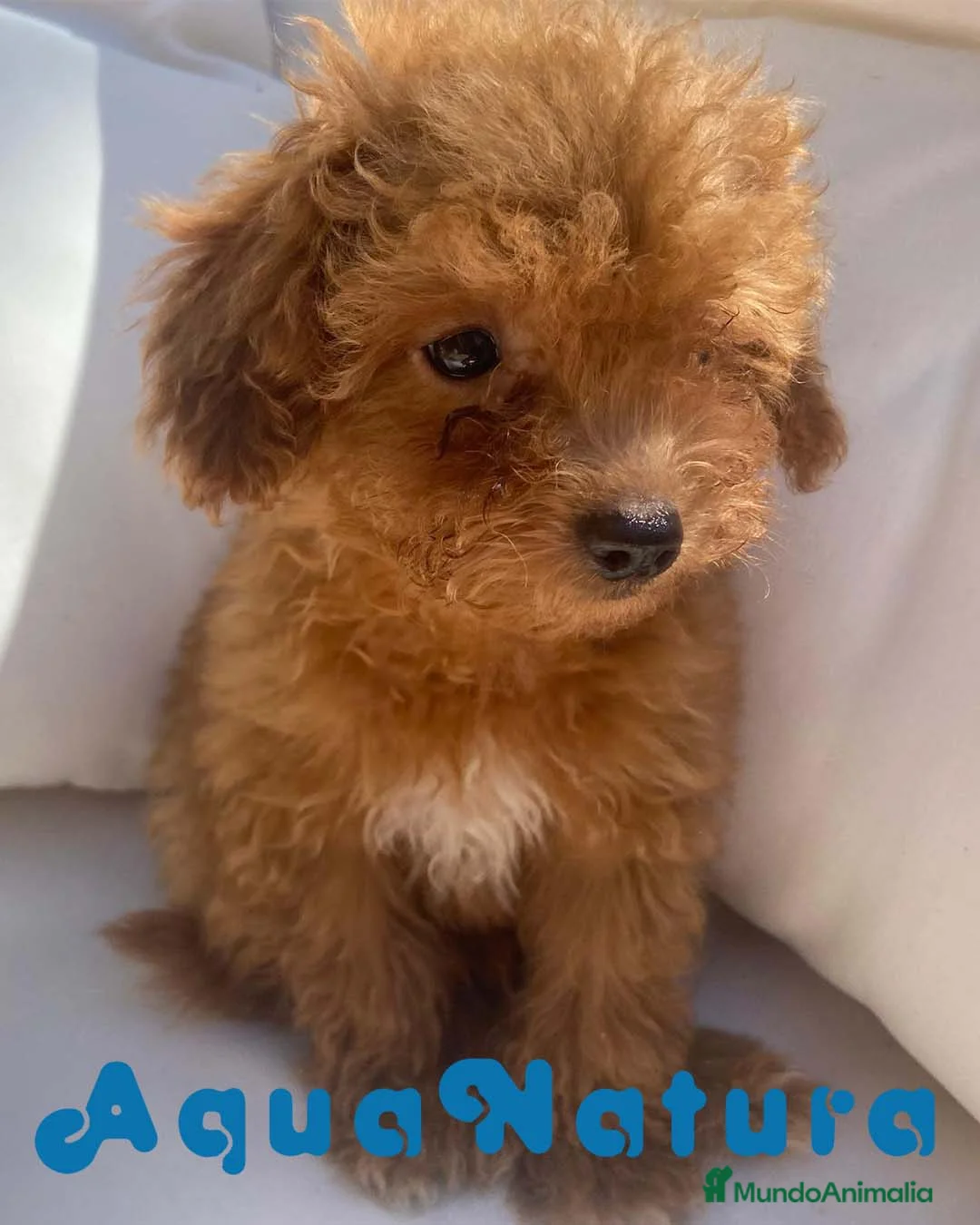 Caniche Enano perros en venta: Caniche Macho 6239 - AQUANATURA en Barcelona - Anuncio 7