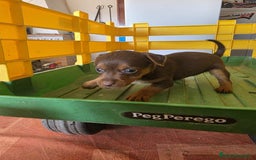 Pinscher Miniatura perros en venta: Pinscher miniatura chocolate  - Imagen 5