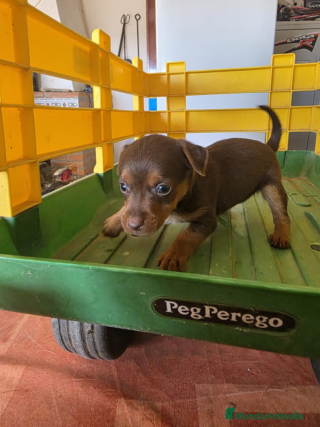 Pinscher Miniatura perros en venta: Pinscher miniatura chocolate  - Imagen 5