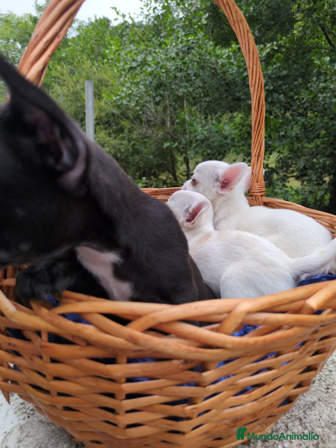 Chihuahua perros en venta: Chihuahuas toy cabeza de manzana - Imagen 15
