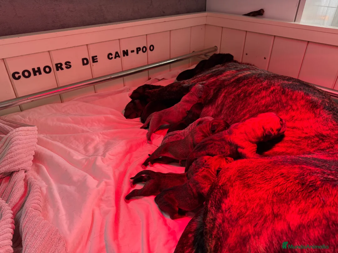 Cane Corso perros en venta: Camada Cane corso - Anuncio 1