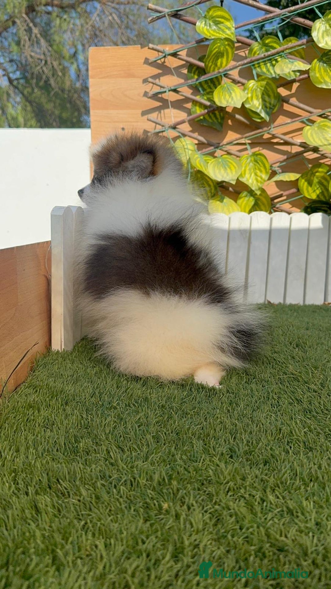 Pomerania perros en venta: POMERANIA MACHO ENVIO A TODA ESPAÑA - Imagen 9