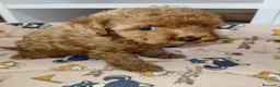 Caniche Toy perros en venta: Caniche Toy - Anuncio 8