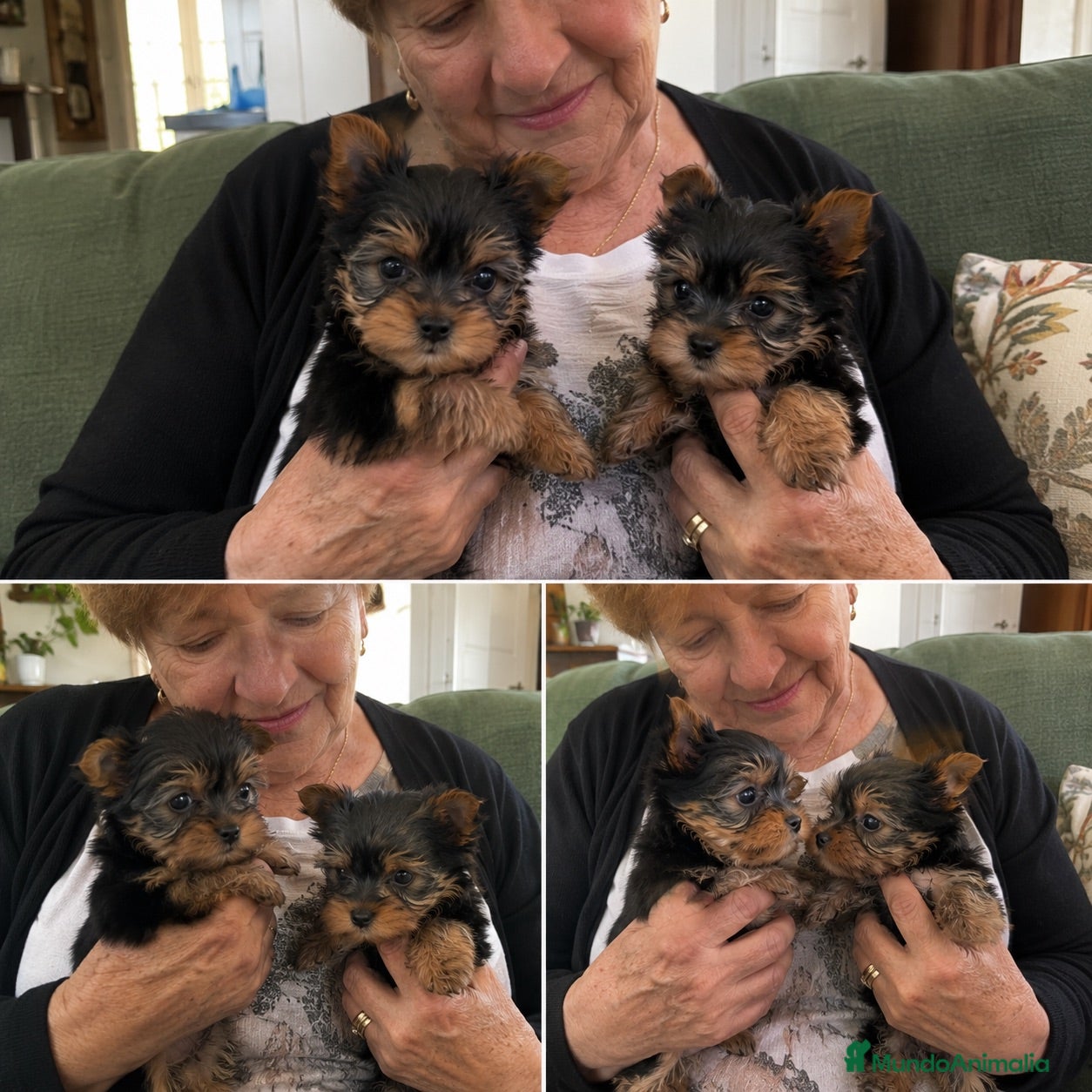 Yorkshire Terrier perros yorkshire mini  - Anuncio 6