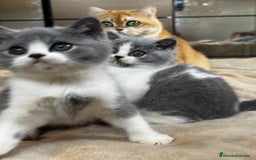 Británico de Pelo Corto gatos en venta: Cachorro british bicolor azul - Imagen 3