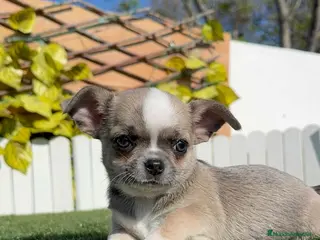 Chihuahua perros CHIHUAHUA - Anuncio 1