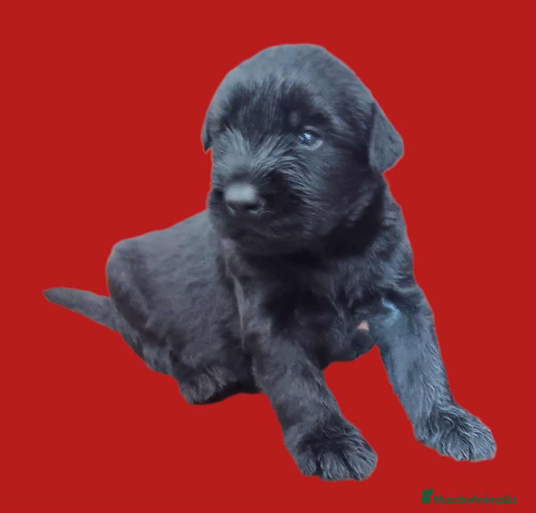 Schnauzer Gigante perros en venta: Schnauzer Gigante Negro - Anuncio 1
