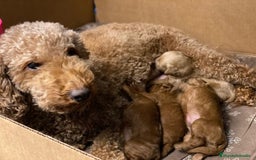 Caniche Toy perros en venta: Recién nacidos Caniche Toy rojos - Imagen 7