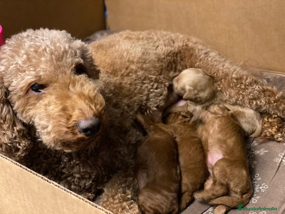 Caniche Toy perros en venta: Recién nacidos Caniche Toy rojos - Imagen 7