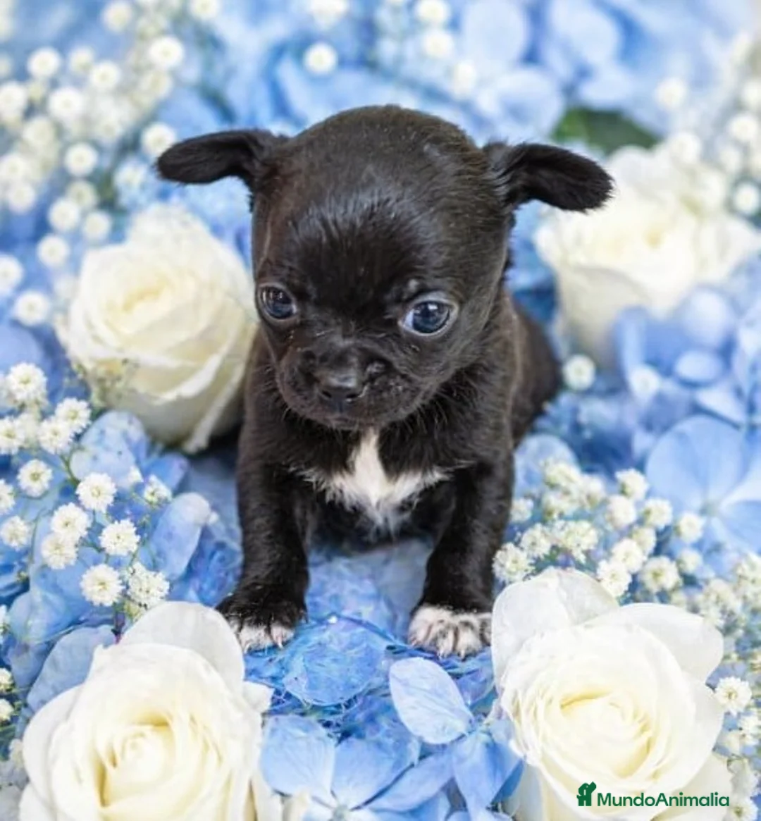 Chihuahua perros en venta: Chihuahua toy  - Anuncio 1