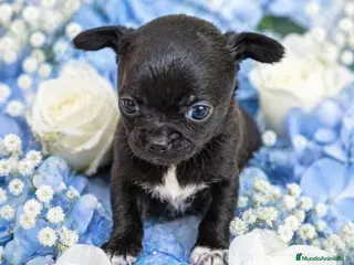 Chihuahua perros Chihuahua toy - Anuncio 2