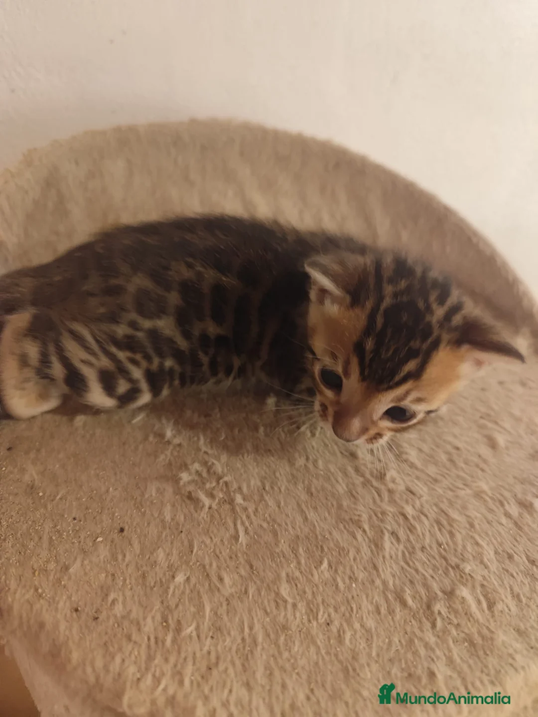 Bengalí gatos en venta: GATITOS BENGALI - Anuncio 1