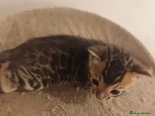 Bengalí gatos GATITOS BENGALI - Anuncio 3