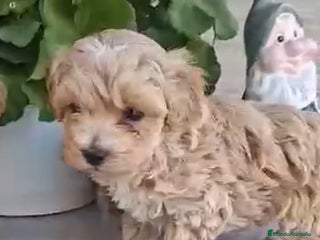 Maltipoo perros en Barcelona - Anuncio 23