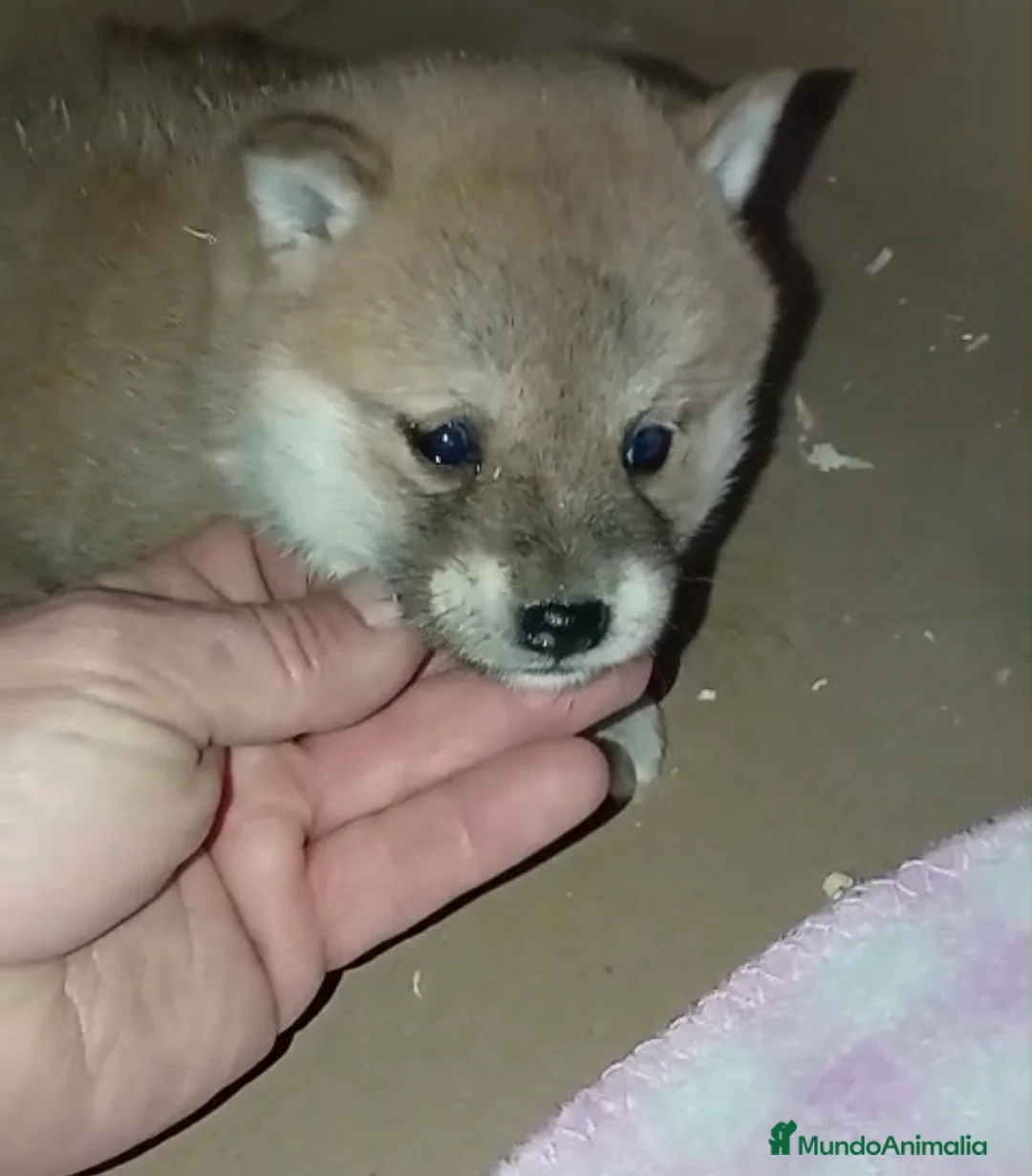 Shiba Inu perros en venta: ✨Cachorritos de Shiba Inu🐶 - Anuncio 3