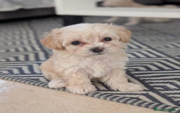 Maltipoo perros en venta: Camada de Maltipoo  - Imagen 2