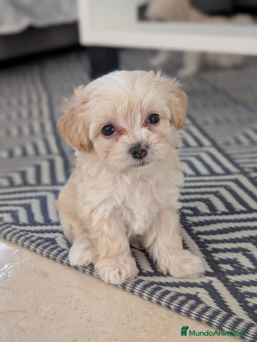 Maltipoo perros en venta: Camada de Maltipoo  - Imagen 2