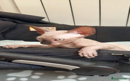 Sphynx gatos en venta: Precioso machito ojos claros  - Imagen 5