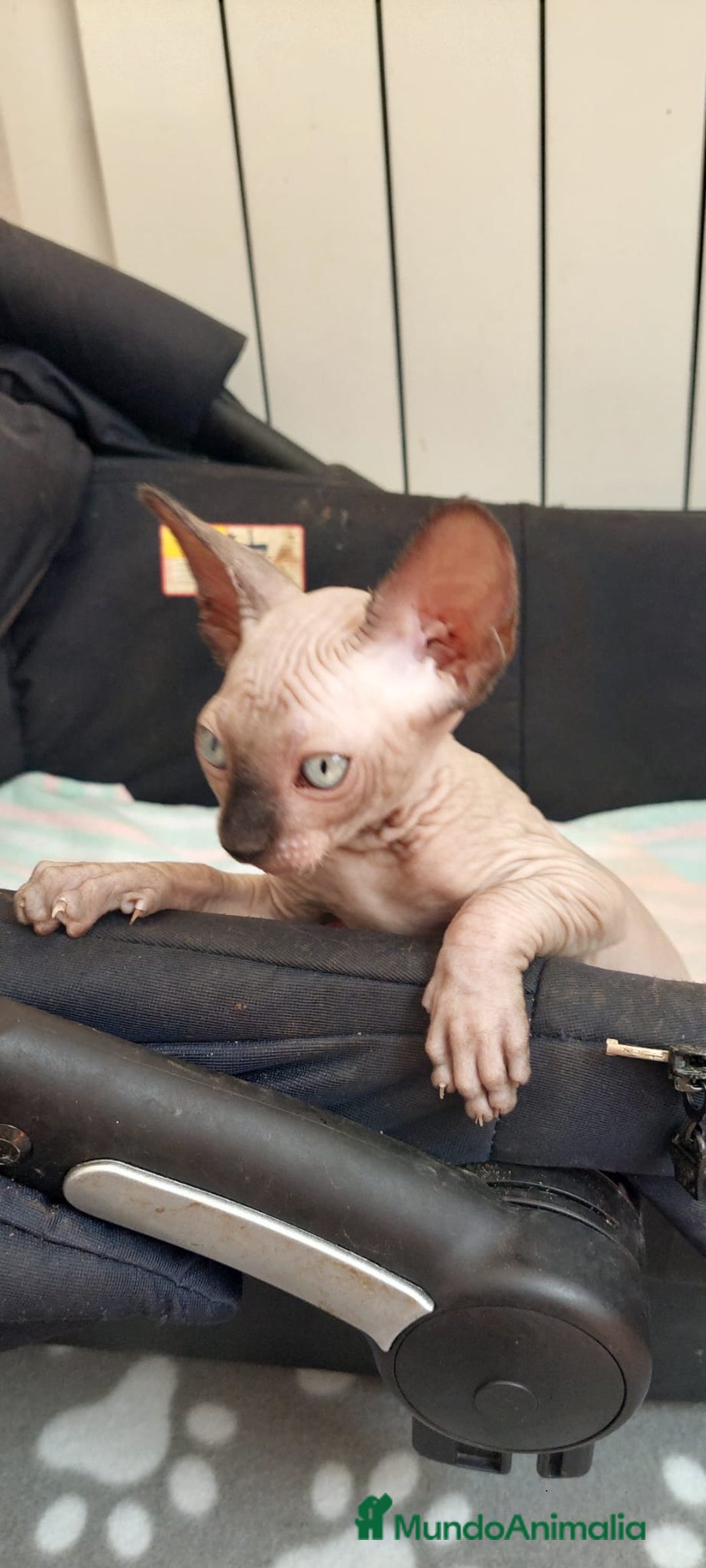 Sphynx gatos en venta: Precioso machito ojos claros  - Imagen 5