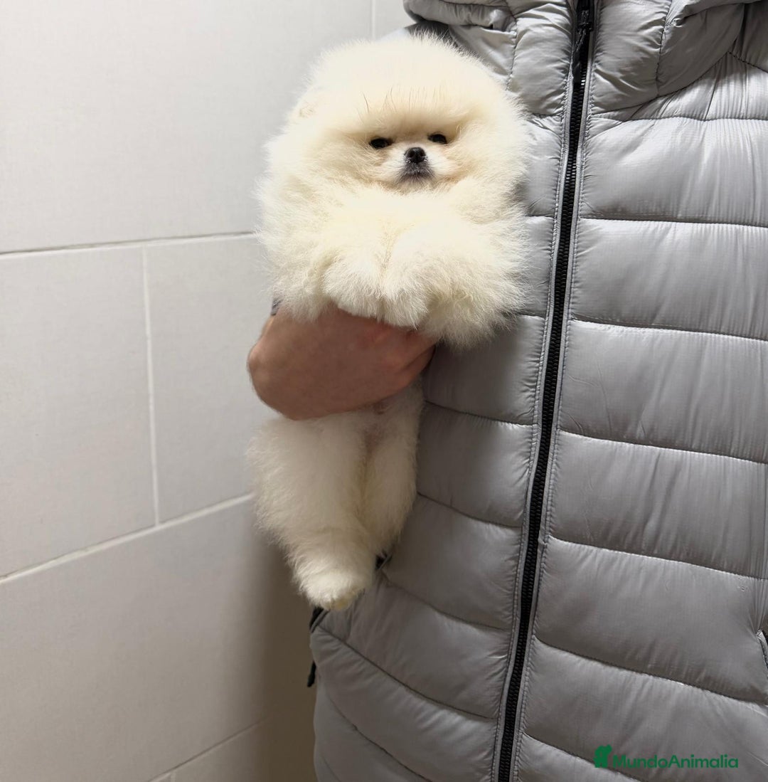 Pomerania perros en venta: Pomerania macho - Anuncio 3