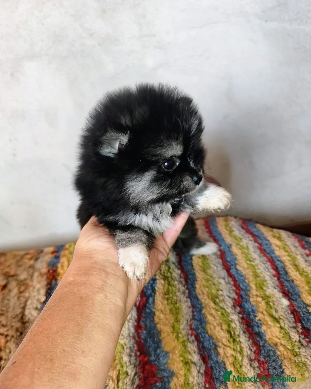 Pomerania perros en venta: POMERANIA PRECIOSO MACHITO - Anuncio 3